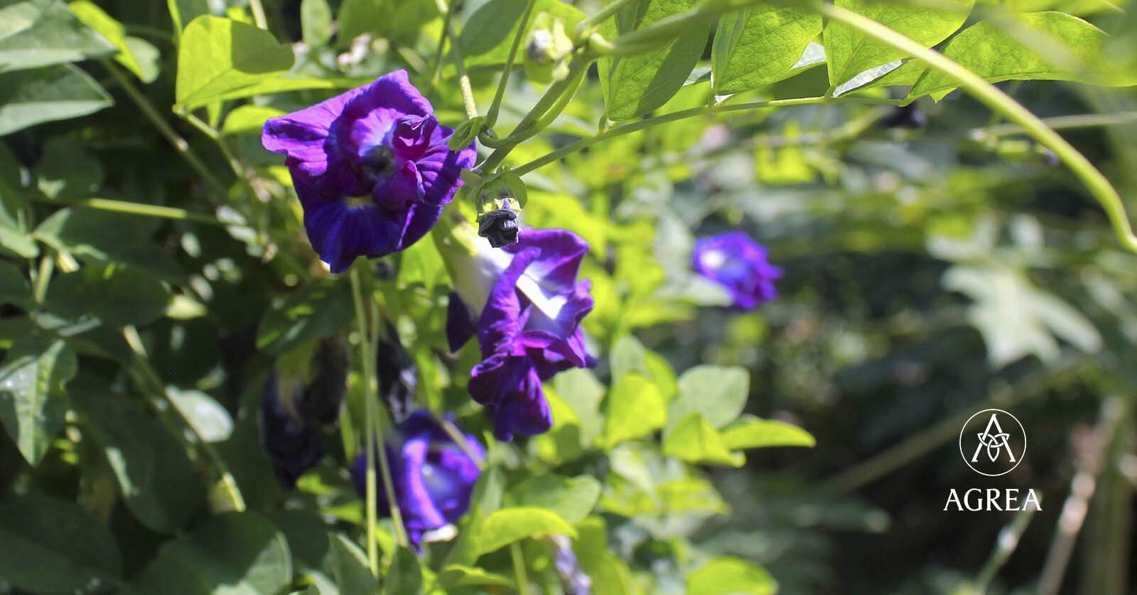 Butterfly Pea (Clitoria ternatea)