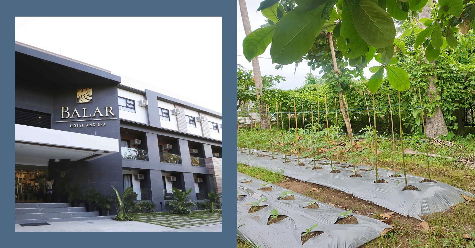 Top Marinduque hotel embrace farm-to-table movement