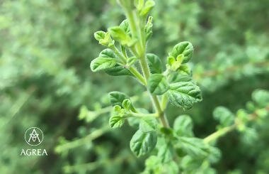 Italian Oregano grows at the AGREA Farm