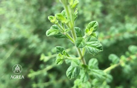 Italian Oregano grows at the AGREA Farm