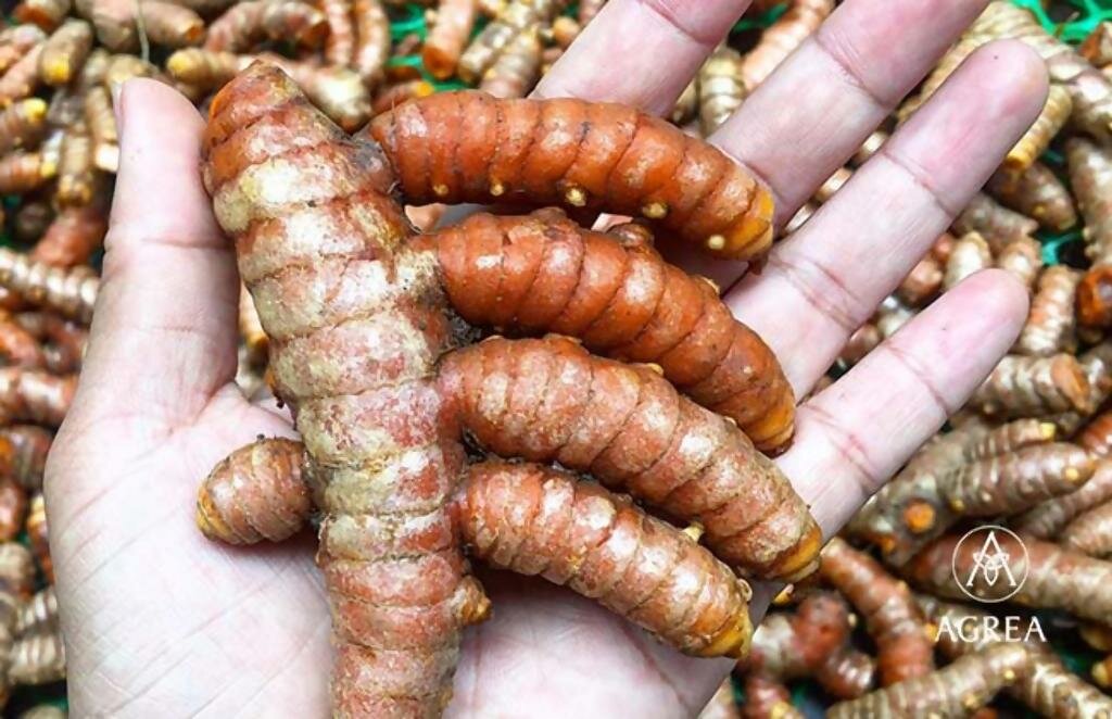 Turmeric (Curcuma longa)