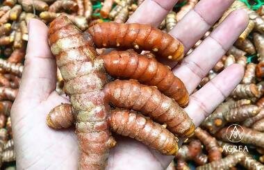 Turmeric (Curcuma longa)
